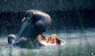 蚊子有多少颗牙齿 蚊子有多少颗牙齿