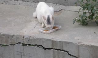 在下正是法外狂徒 在下正是法外狂徒