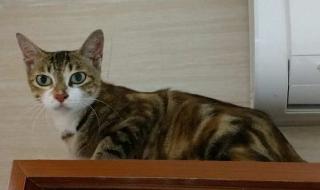 深圳宠物猫领养 深圳宠物猫领养