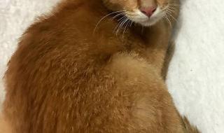 深圳宠物猫领养 深圳宠物猫领养