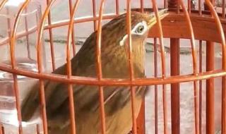 母画眉鸟叫最好的声音 母画眉鸟叫最好的声音